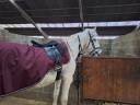 À vendre pour poulinière et compagnie 