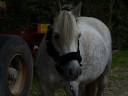Licol poney/ cob