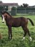 Slowly BLOM – Superbe poulain SBS 1 an – 