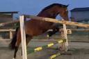 SF originel, 4 ans, très gentil 