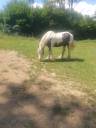 Jument irish cob 7 ans plein papier 