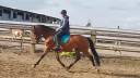 Etalon lusitalien 