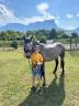 PONEY CONNEMARA OC de 4 ANS.