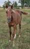 Pouliche 2025 Pur Sang arabe Pur Russe