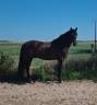 Cheval ibérique minorquin à vendre
