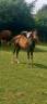 poulain