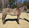 9 y/o Appaloosa Gelding, 16hh