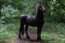 Entier Arabo Frison A vendre 2020 Noir par Zabir