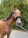 Pouliche de 2 ans SBS par monzon sitte 