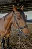 Cheval a vendre 