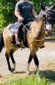 Cheval paint horse