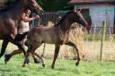 Poulain Dressage de Glamdale x Johnson