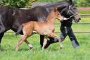 Poulain Dressage d'un ligne Grand Prix
