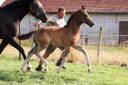 Poulain Dressage Emiliano x Imposantos