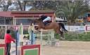 Jument KWPN Cheval de Sport Néerlandais A vendre 2011 Bai brun par CANTURANO