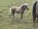 Pouliche shetland Silver