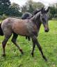 Poulain SF PP