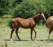 Poulain 1 an