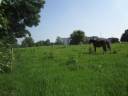 Prairie à louer de 84 ares à La Louvière