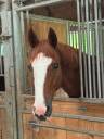 Hongre 5 ans CSO 