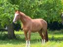 Hongre 5 ans CSO 