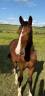 Poulain kwpn