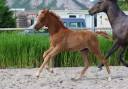 Pouliche aux origines 100% Dressage ! 
