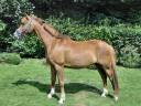 Kupidon Millenium PFS 5ans