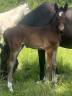 Poulain 2025 controe x fringant de lafage