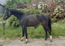 pouliche 2 ans Conte bellini