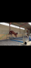 Poulain 2 ans