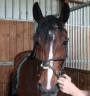 Hongre SBS, 5 ans 