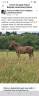 Cheval TF a vendre 