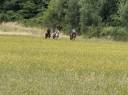 Balades et randonnées à cheval 