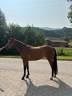 Magnifique ponette de sport D Welsh Partbred