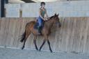 Jument loisirs / sport 3 ans