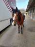 Ponette New Forest de 13 ans 