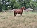Poney Français de selle