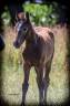 Foal poney