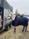 Couverture de box Pénélope poney
