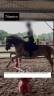 vente poneys cause cessation activité