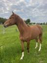 Cheval à vendre jument SBS 3 ans