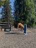 superbe jument sbs-cheval de sport belge de 3 ans 