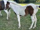 Poulain apha