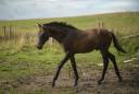 Poulain Pure race espagnol PP