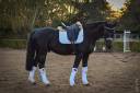 Superbe cheval de dressage de 5 ans 