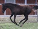 PUR SANG ARABE NOIRE / FABULOUS BLACK PUREBRED FILLY