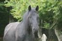 cheval Mérens poulains pouliches hongres juments
