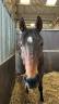 Hongre pur-sang 5 ans 