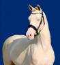 Foal SBSP perlino